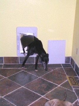 Dog Door